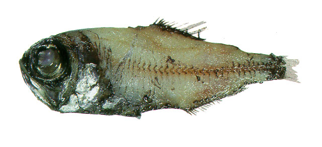 Electrona risso (Cocco, 1829)